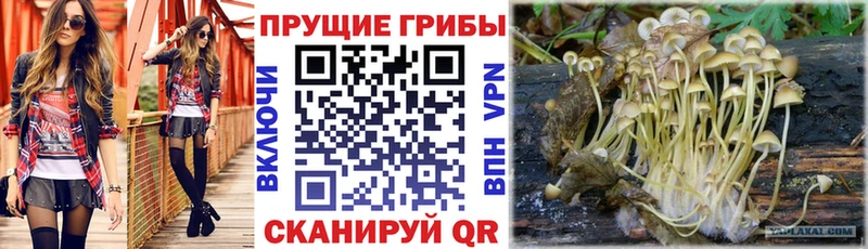 Псилоцибиновые грибы мухоморы  где купить наркоту  Невинномысск 